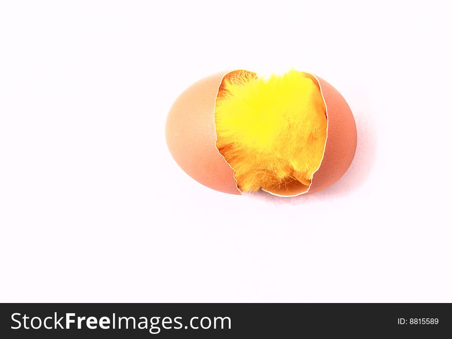 Little yellow chickens in the egg