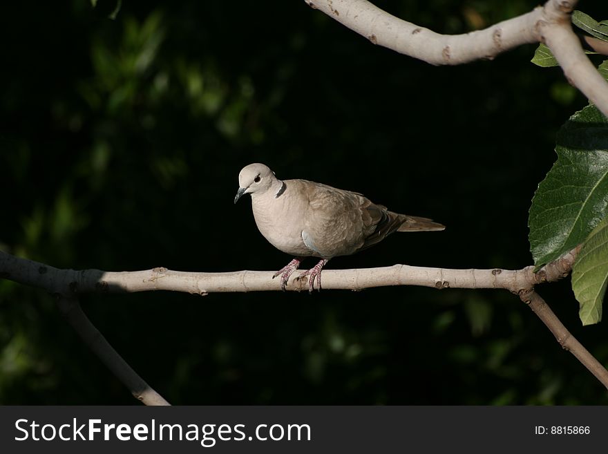 A pigeon beetween the tree branches. A pigeon beetween the tree branches