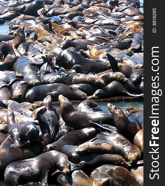 Vertical shot of the famous sea lions at Pier 39 in San Francisco