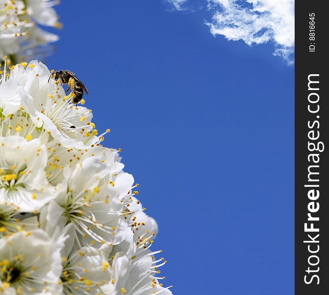 Cherry blossoms against the blue sky