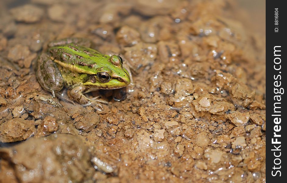 Green frog on mud field