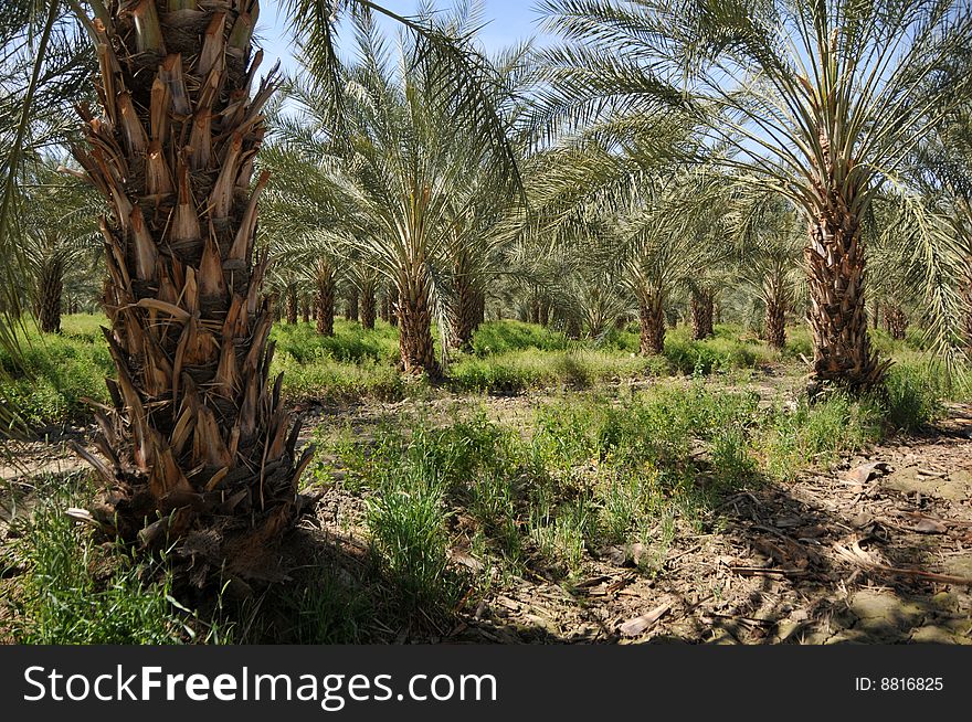 Date palm tree plantation in southern california
