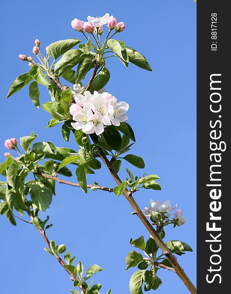 Apple blossoms in stages of blooming