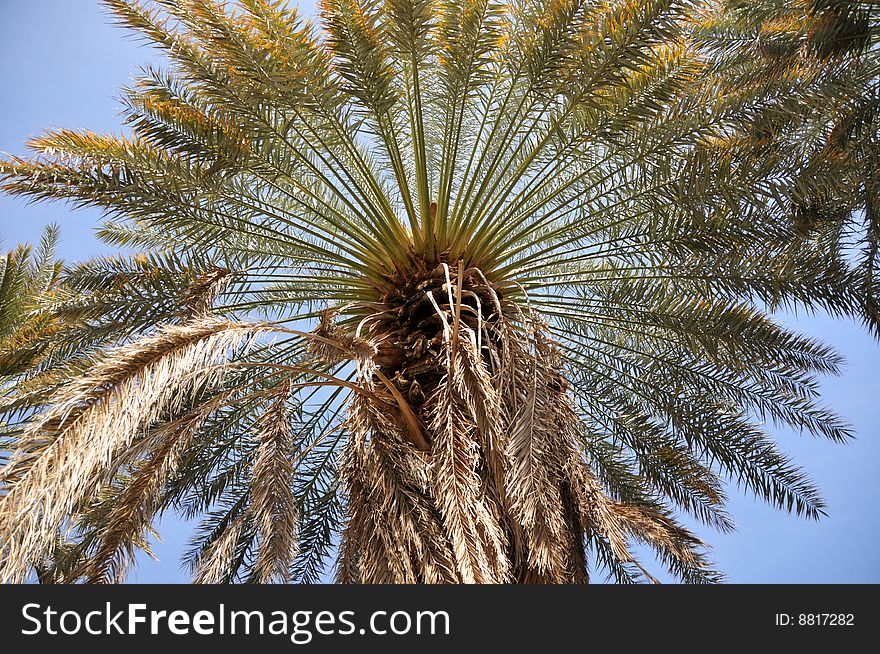 Palm tree on a blue sky background