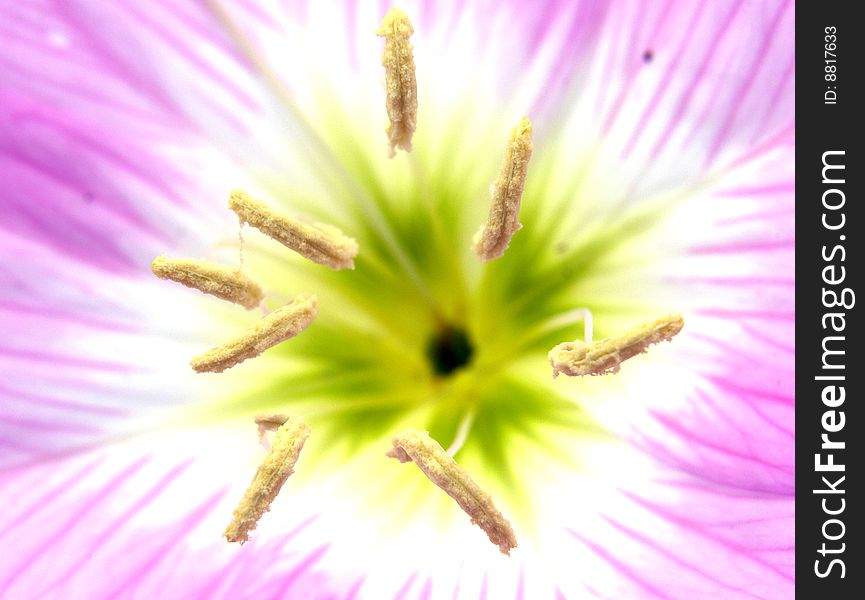 1:1 micro view of wild flower stamen . 1:1 micro view of wild flower stamen