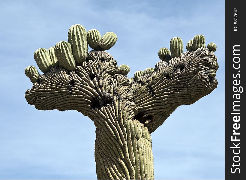 Interesting top of saguaro castus with blue sky. Interesting top of saguaro castus with blue sky