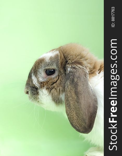 Little rabbit portrait with floppy ears sitting isolated on green background. Little rabbit portrait with floppy ears sitting isolated on green background