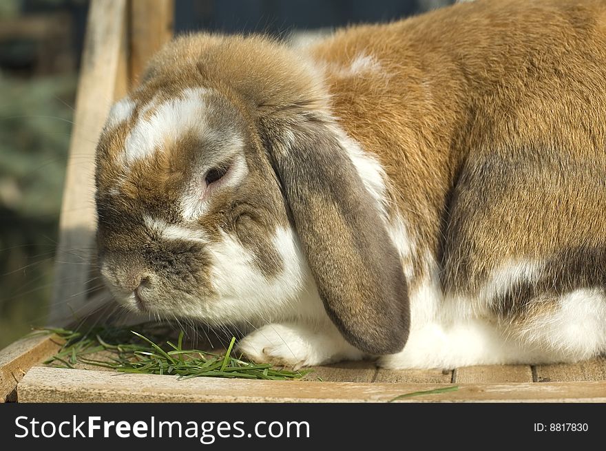 Little rabbit portrait with floppy ears eating grass. Little rabbit portrait with floppy ears eating grass