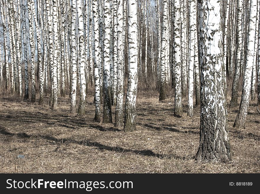 Birch trunks in a spring forest