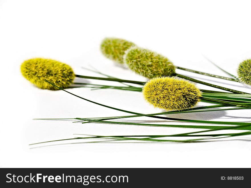 Willows on White Isolated Background