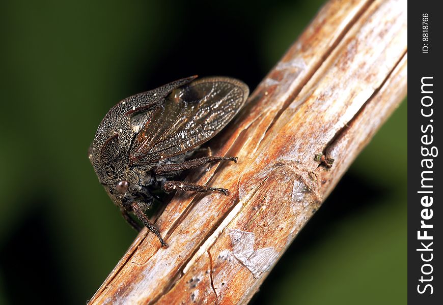 Photo of an insect on a branch. Centrotus cornutus L.