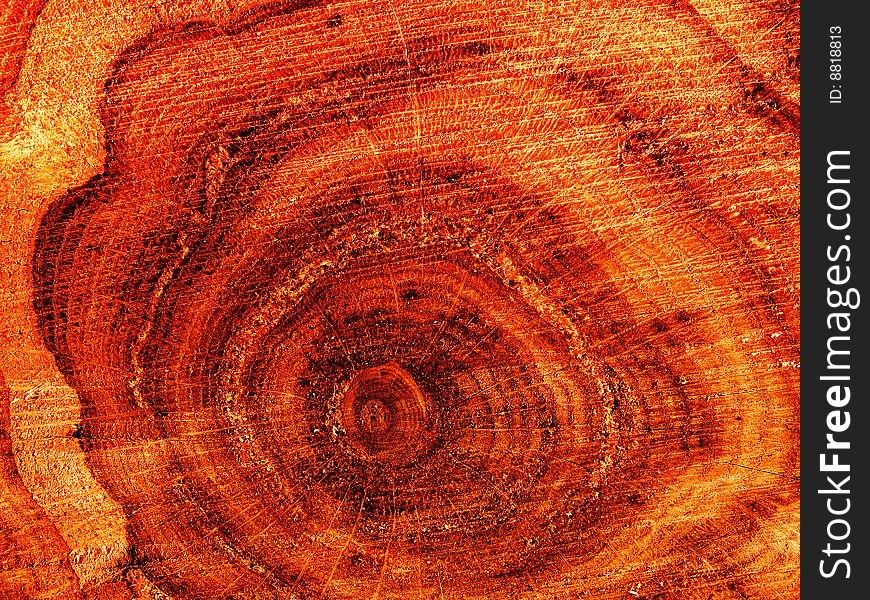 Cut of a tree an oak Ð°bstract background