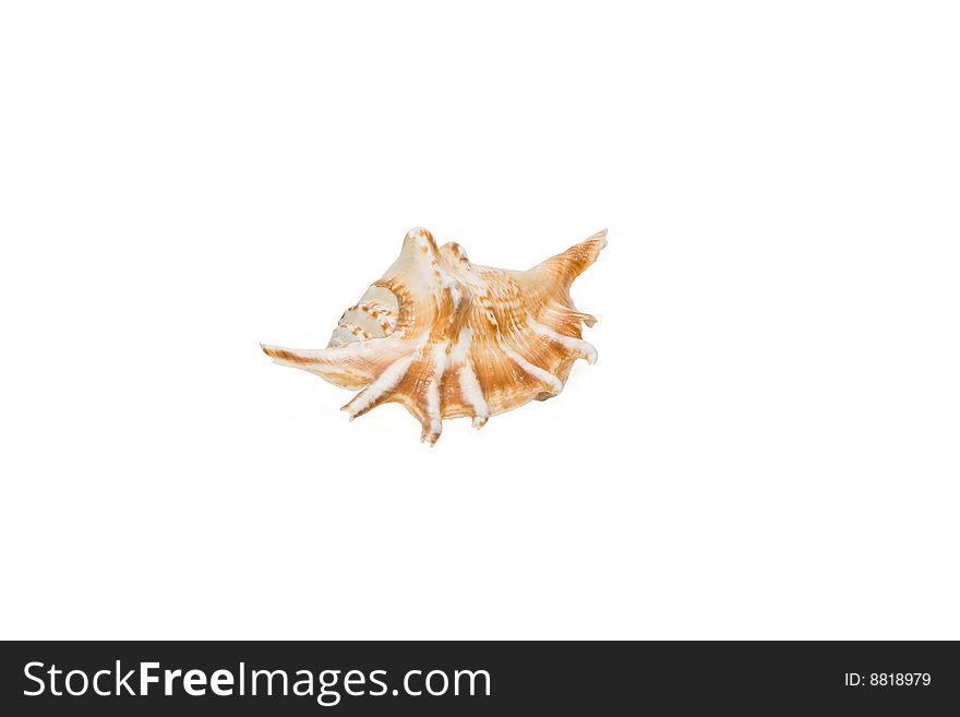 A cockleshell is marine isolated on the white background