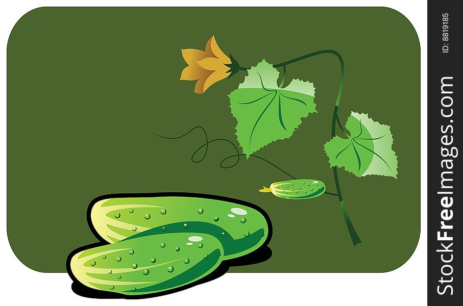 Vector color illustration of a cucumber.