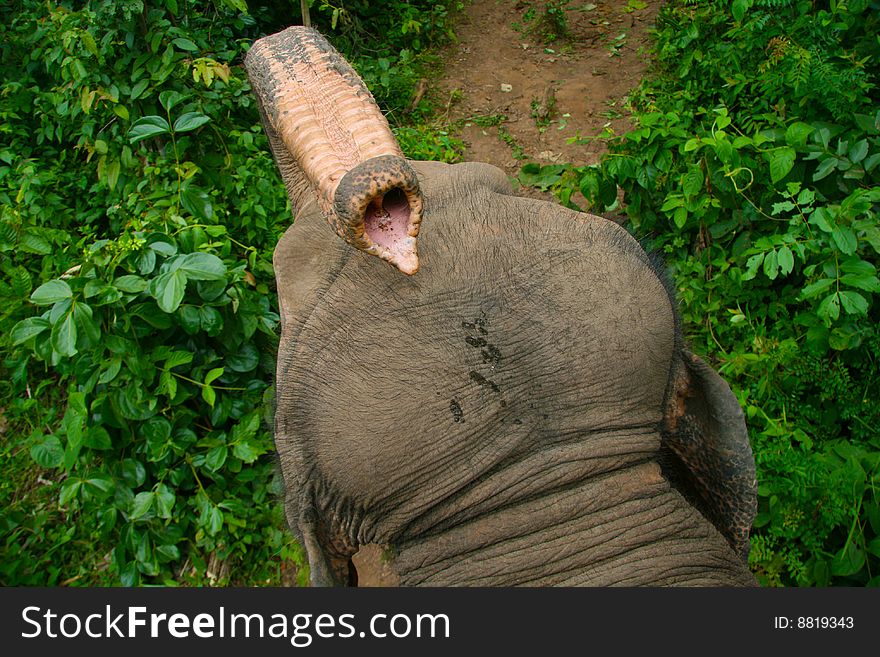Elephant's trunk