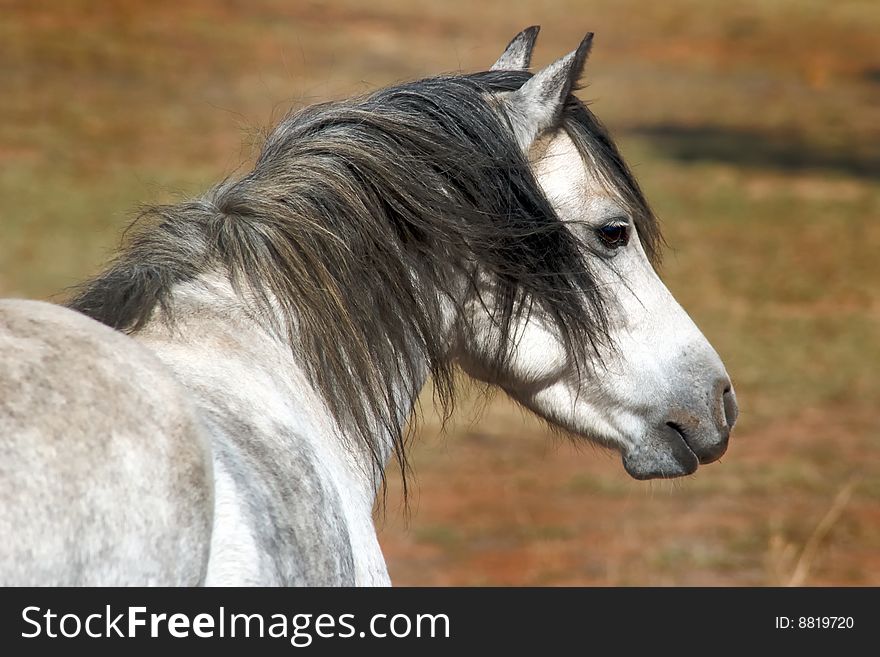 Grey Pony