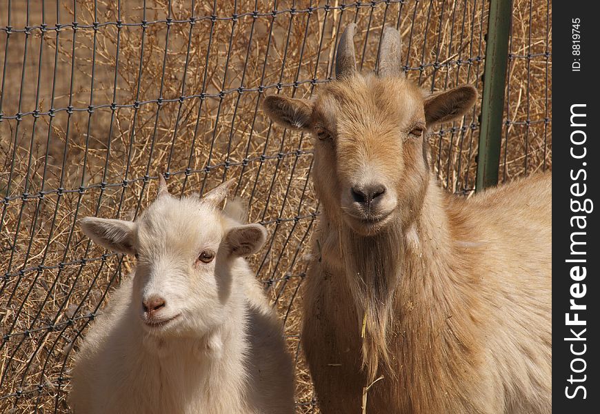 A color image of a brown goat and a white goat. A color image of a brown goat and a white goat.