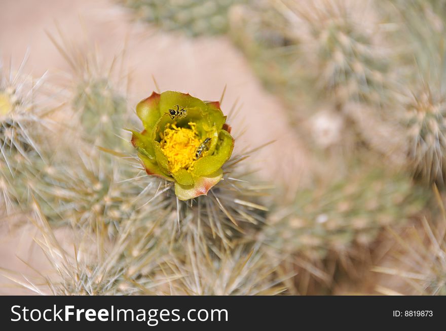 Close up image of cholla cactus flower in spring. Close up image of cholla cactus flower in spring