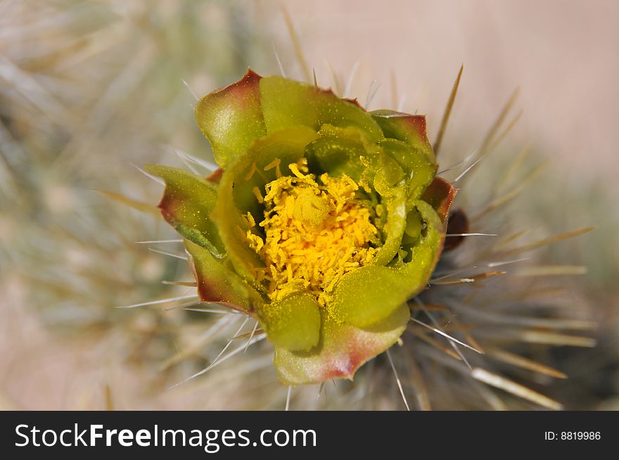Close up image of cholla cactus flower in spring. Close up image of cholla cactus flower in spring