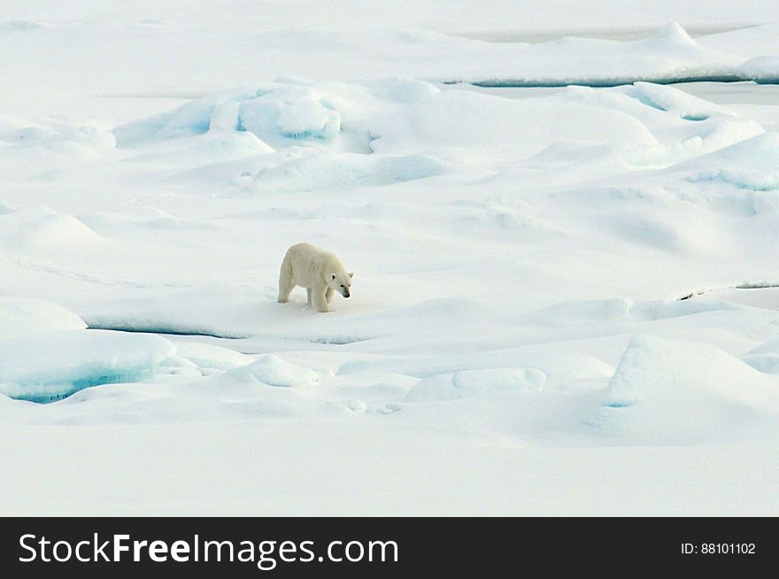 A polar bear walks on the Arctic Ocean ice Aug. 21, 2009. Photo Credit: Patrick Kelley, U.S. Coast Guard