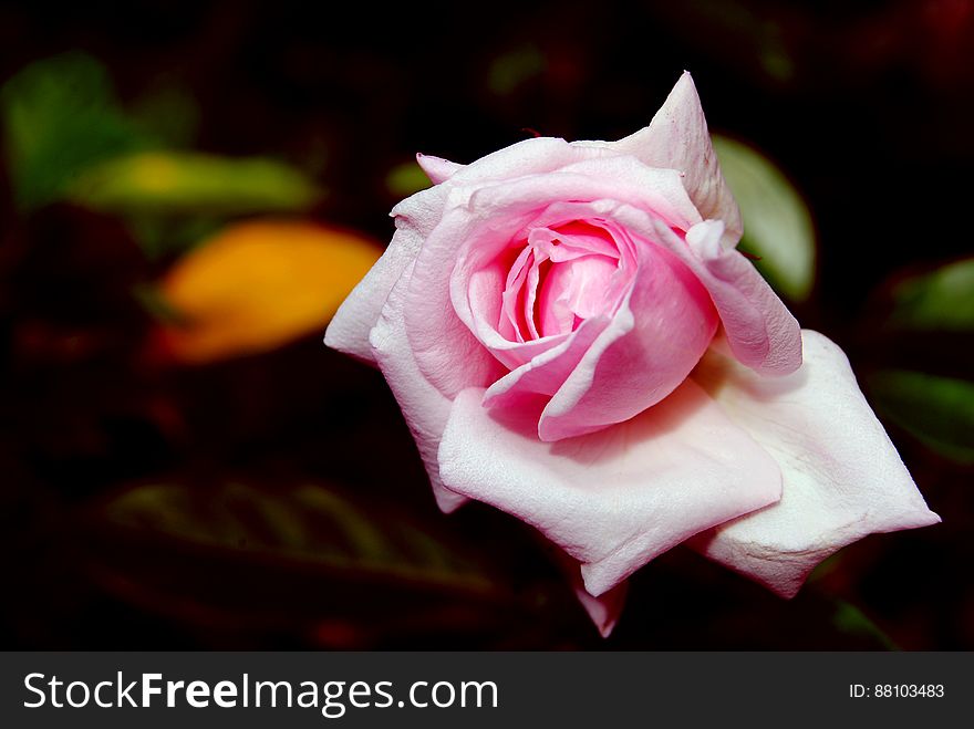 Macro view of beautiful pink rose in bloom.