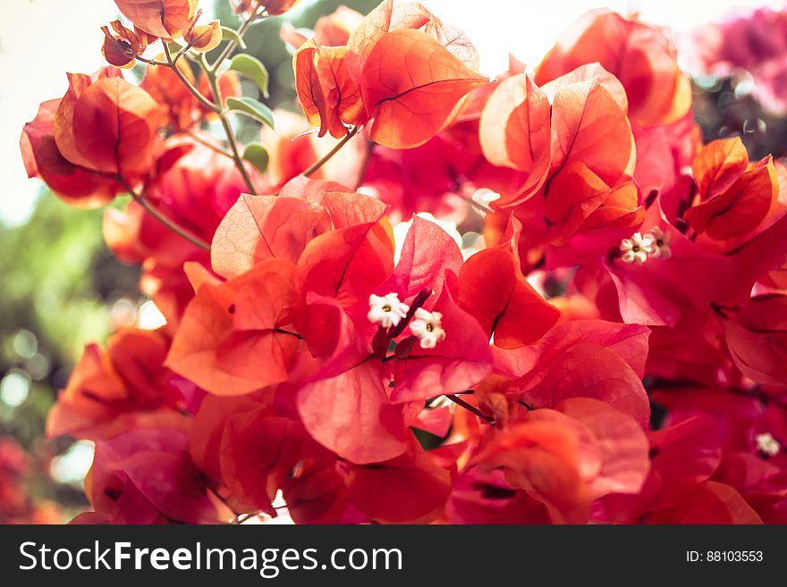 Red bougainvillea vines, also known as buganvilla bugambilia, bouganvilla, pokok bunga kertas bougenville, NapoleÃ³n, jahanamiya, veranera, trinitaria, Santa Rita or papelillo.