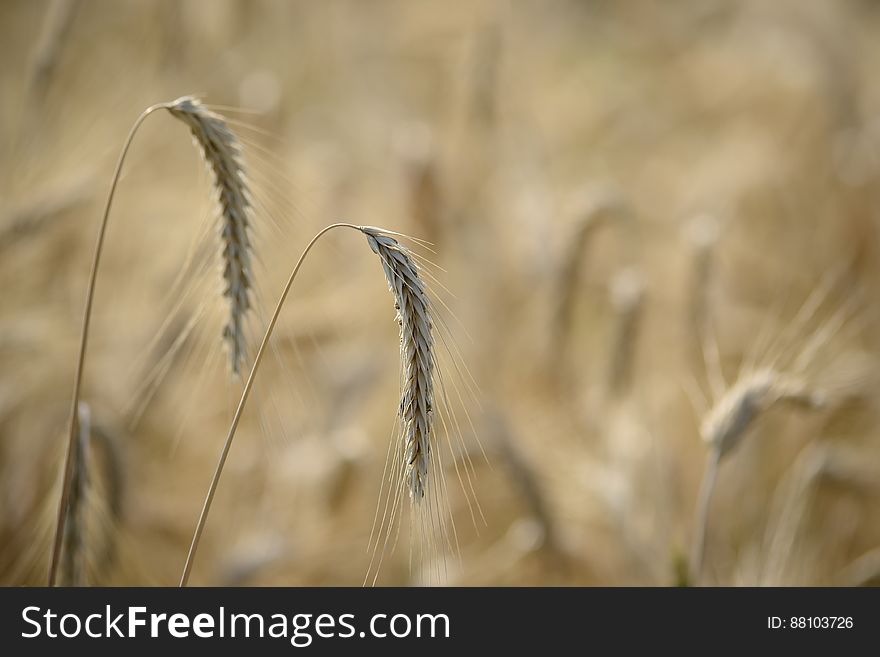 Cereal Grains In Field