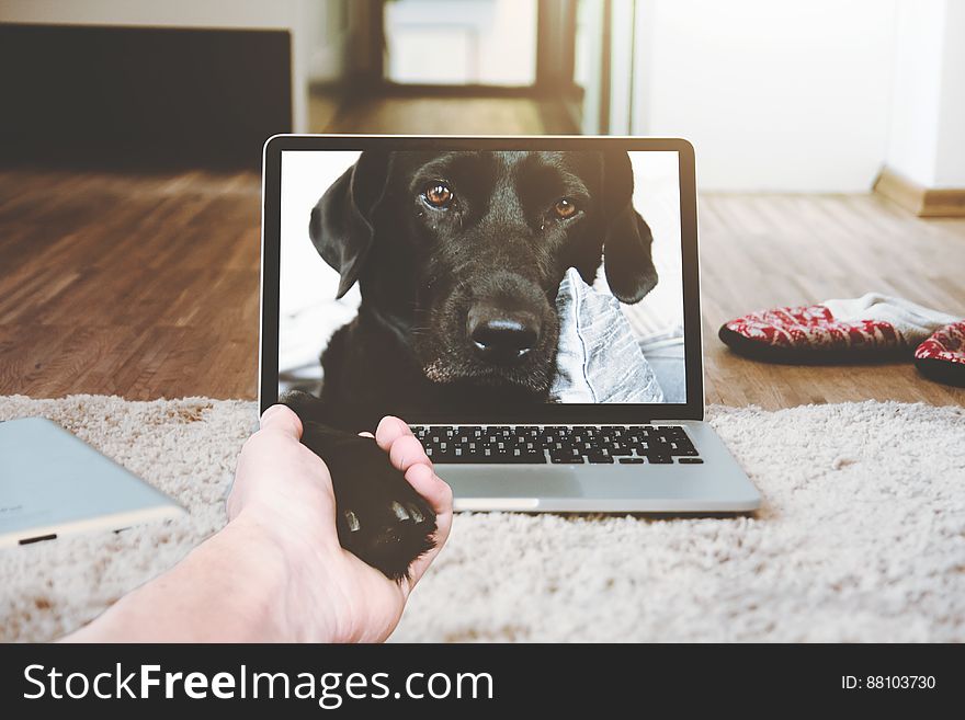 Portrait of black dog inside computer laptop shaking paw through screen. Portrait of black dog inside computer laptop shaking paw through screen.