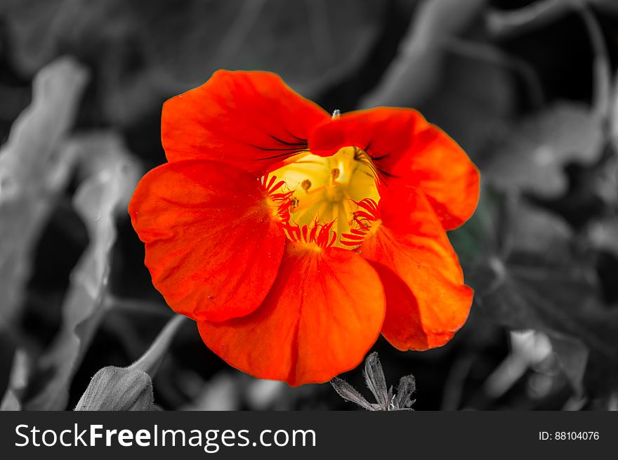 Orange Flower Blossom