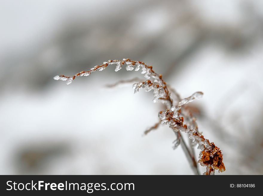 A frozen leafless branch in the winter. A frozen leafless branch in the winter.
