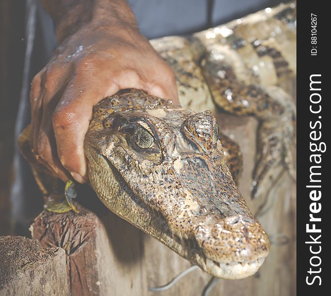 Close up of hand holding alligator head.