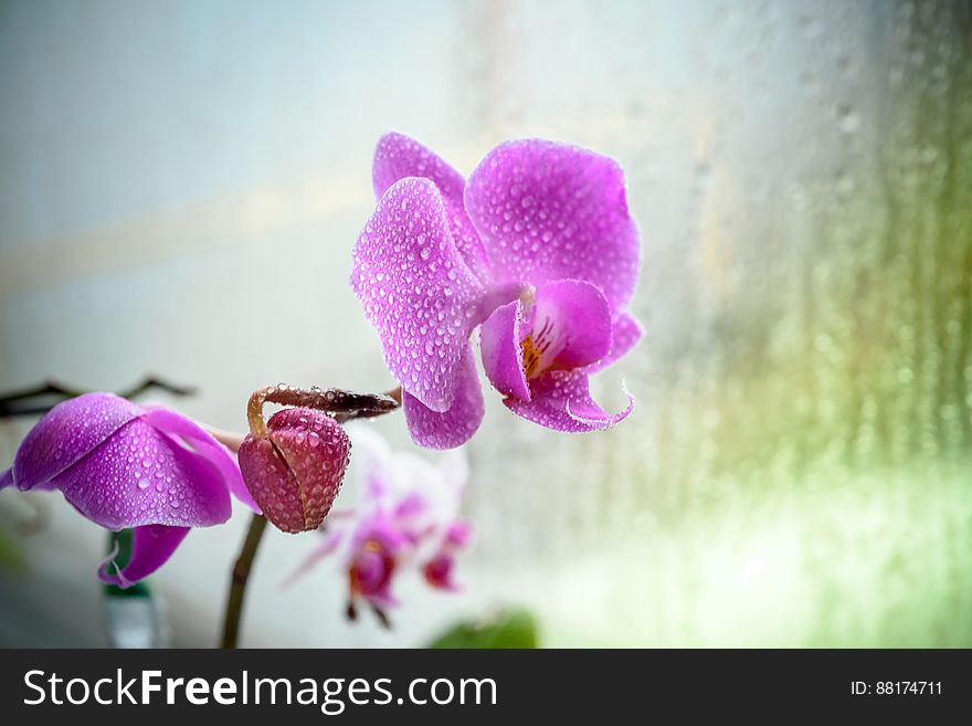 Violet orchid on glass in rainy day.