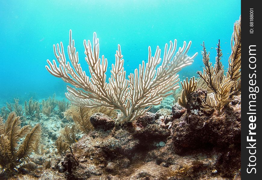 A colony of the soft coral known as the &quot;bent sea rod&quot; stands bleached on a reef off of Islamorada, Florida. Hard and soft corals are presently bleaching- losing their symbiotic algae – all over the coral reefs of the Florida Keys due to unusually warm ocean temperatures this summer. Months with waters warmer than 85 F have become more frequent in the last several decades compared to a century ago, stressing and in some cases killing corals when temperatures remain high for too long. Learn more about the details and read the study at on.doi.gov/BentSeaCorals Photo credit: Kelsey Roberts, USGS. A colony of the soft coral known as the &quot;bent sea rod&quot; stands bleached on a reef off of Islamorada, Florida. Hard and soft corals are presently bleaching- losing their symbiotic algae – all over the coral reefs of the Florida Keys due to unusually warm ocean temperatures this summer. Months with waters warmer than 85 F have become more frequent in the last several decades compared to a century ago, stressing and in some cases killing corals when temperatures remain high for too long. Learn more about the details and read the study at on.doi.gov/BentSeaCorals Photo credit: Kelsey Roberts, USGS.