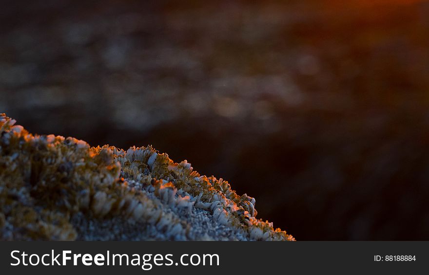 Coral In The Morning.