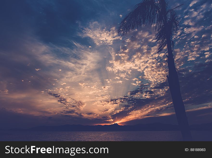 Palm Tree By Ocean With Clouds In Sky