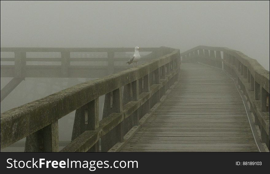 Gull in the fog