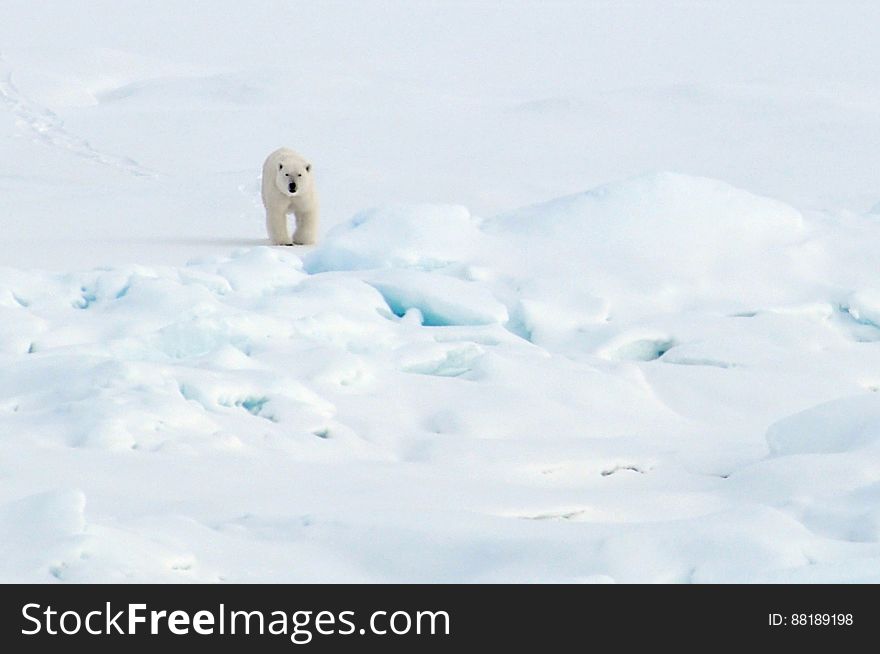 A polar bear walks on the Arctic Ocean ice Aug. 21, 2009. Photo Credit: Patrick Kelley, U.S. Coast Guard
