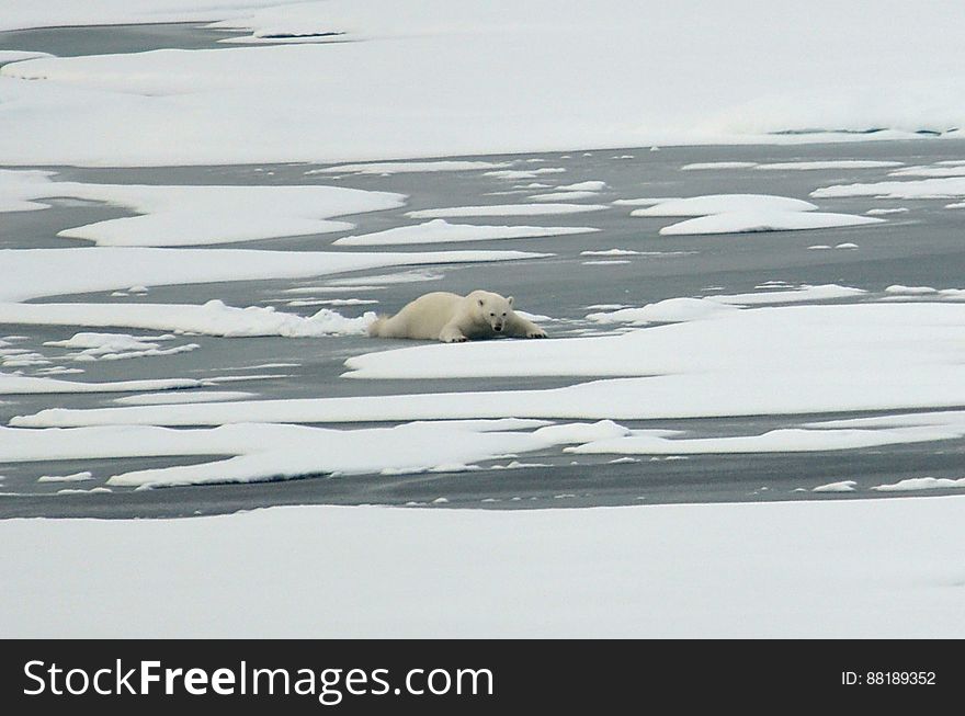 A polar bear slides across thin Actic Ocean ice Aug. 21, 2009. Photo Credit: Patrick Kelley, U.S. Coast Guard. A polar bear slides across thin Actic Ocean ice Aug. 21, 2009. Photo Credit: Patrick Kelley, U.S. Coast Guard