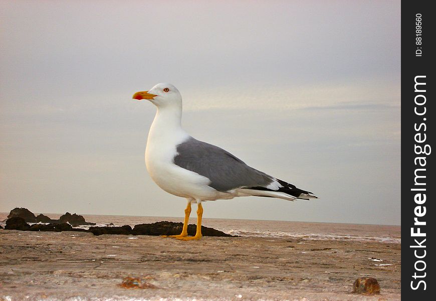 A beautiful seagull. A beautiful seagull.