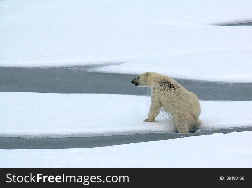A polar bear breaks through thin Actic Ocean ice Aug. 23, 2009. Photo Credit: Patrick Kelley, U.S. Coast Guard. A polar bear breaks through thin Actic Ocean ice Aug. 23, 2009. Photo Credit: Patrick Kelley, U.S. Coast Guard