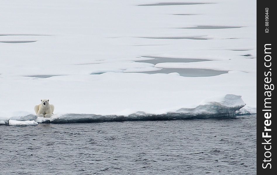 A polar bear rests on the ice Aug. 23, 2009, after following the Coast Guard Cutter Healy for nearly an hour. Photo Credit: Patrick Kelley, U.S. Coast Guard