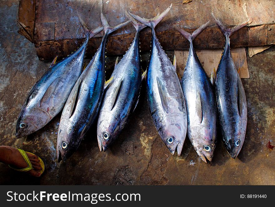 Freshly caught tuna fish are lined up for sale inside Mogadishu&#x27;s fish market in the Somali capital, 16 March, 2013. Every morning Mogadishu&#x27;s fisherman bring their catch ashore upon which it is quickly unloaded and transported to Xamar Weyne&#x27;s lively and chaotic fish market where it is sold for consumption on the local market and increasingly, for export to other countries. Over the last two decades, instability on land has greatly restricted the development of the country&#x27;s fishing industry, but now that Somalia is enjoying the longest period of sustained peace in over 20 years, there is large-scale potential and opportunity to harvest the bountiful waters off the Horn of Africa nation, which boasts the longest coastline in Africa. AU-UN IST PHOTO / STUART PRICE. Freshly caught tuna fish are lined up for sale inside Mogadishu&#x27;s fish market in the Somali capital, 16 March, 2013. Every morning Mogadishu&#x27;s fisherman bring their catch ashore upon which it is quickly unloaded and transported to Xamar Weyne&#x27;s lively and chaotic fish market where it is sold for consumption on the local market and increasingly, for export to other countries. Over the last two decades, instability on land has greatly restricted the development of the country&#x27;s fishing industry, but now that Somalia is enjoying the longest period of sustained peace in over 20 years, there is large-scale potential and opportunity to harvest the bountiful waters off the Horn of Africa nation, which boasts the longest coastline in Africa. AU-UN IST PHOTO / STUART PRICE.