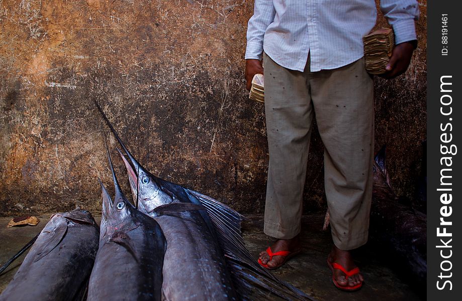 A trader waits to sell fish inside Mogadishu&#x27;s fish market in the Xamar Weyne district of the Somali capital. Every morning Mogadishu&#x27;s fisherman bring their catch from the Indian Ocean ashore upon which it is quickly unloaded and transported to Xamar Weyne&#x27;s lively and chaotic fish market where it is sold for consumption on the local market and increasingly, for export to other countries. Over the last two decades, instability on land has greatly restricted the development of the country&#x27;s fishing industry, but now that Somalia is enjoying the longest period of sustained peace in over 20 years, there is large-scale potential and opportunity to harvest the bountiful waters off the Horn of Africa nation, which boasts the longest coastline in Africa. AU-UN IST PHOTO / STUART PRICE. A trader waits to sell fish inside Mogadishu&#x27;s fish market in the Xamar Weyne district of the Somali capital. Every morning Mogadishu&#x27;s fisherman bring their catch from the Indian Ocean ashore upon which it is quickly unloaded and transported to Xamar Weyne&#x27;s lively and chaotic fish market where it is sold for consumption on the local market and increasingly, for export to other countries. Over the last two decades, instability on land has greatly restricted the development of the country&#x27;s fishing industry, but now that Somalia is enjoying the longest period of sustained peace in over 20 years, there is large-scale potential and opportunity to harvest the bountiful waters off the Horn of Africa nation, which boasts the longest coastline in Africa. AU-UN IST PHOTO / STUART PRICE.