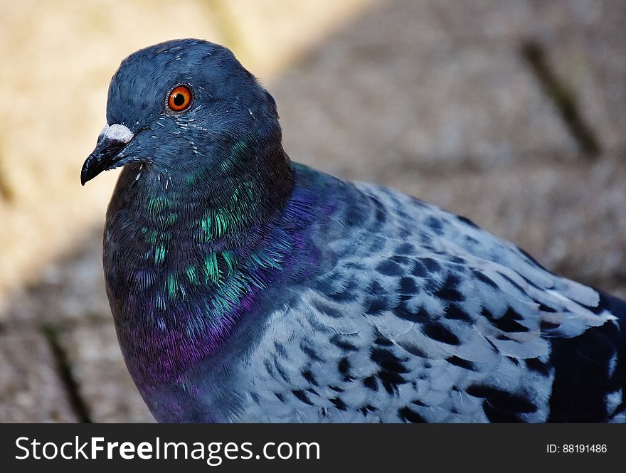A close up of a pigeon standing outdoor.
