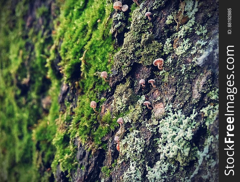 Mushrooms and moss on rock