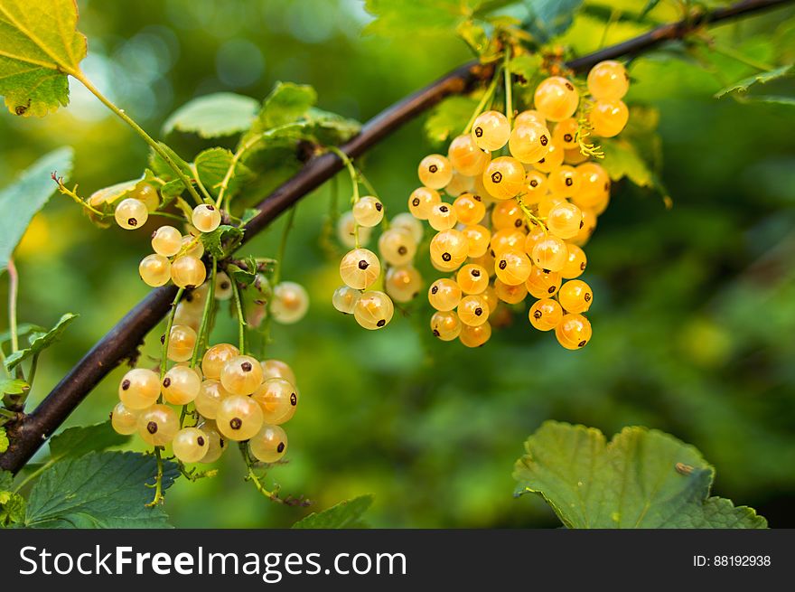 Yellow Round Berries during Daytime