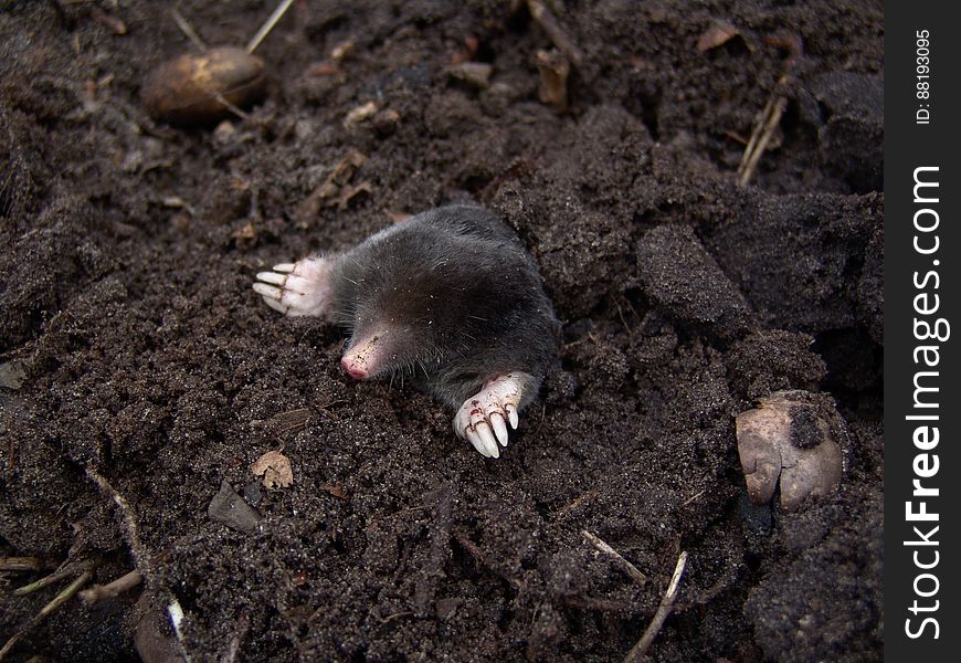 Black Mole in Black Soil