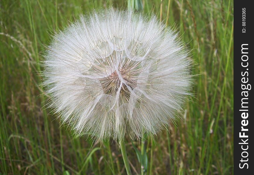 Close up of white dandelion seed head in green grass. Close up of white dandelion seed head in green grass.