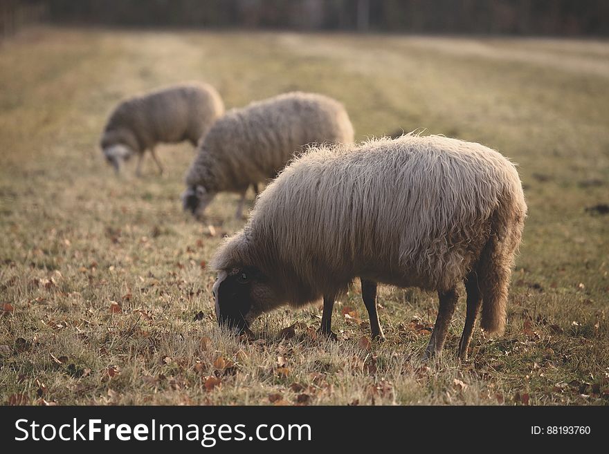 A trio of sheep on a pasture in the autumn. A trio of sheep on a pasture in the autumn.