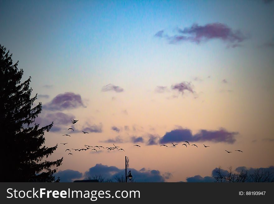 A flock of birds flying on the sky at sunset. A flock of birds flying on the sky at sunset.